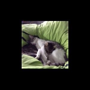 Meet your Posher, Belle